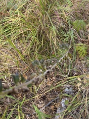 Aconitum barbatum