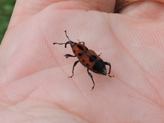 Rhodobaenus quinquepunctatus