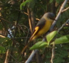 Pericrocotus ethologus