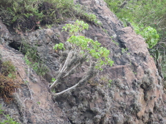 Pittocaulon praecox