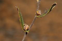 Hibbertia semipilosa
