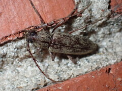 Elaphidion mucronatum