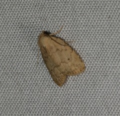 Anachrostis