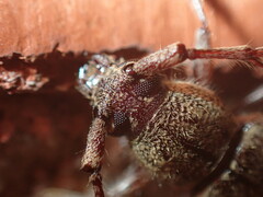 Elaphidion mucronatum