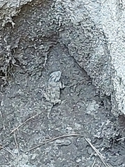 Phrynosoma blainvillii