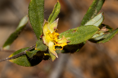 Hibbertia semipilosa