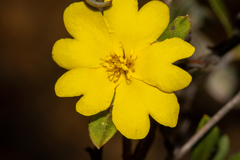Hibbertia semipilosa