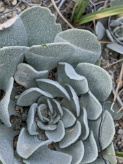 Physaria didymocarpa