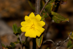 Hibbertia semipilosa