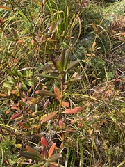Rhododendron dauricum