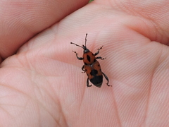 Rhodobaenus quinquepunctatus