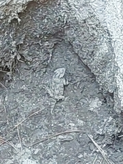 Phrynosoma blainvillii