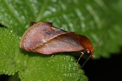Arsacia rectalis