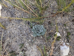 Physaria didymocarpa