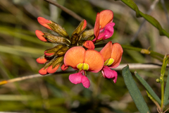 Kennedia coccinea