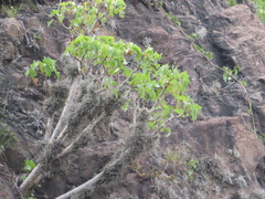 Pittocaulon praecox