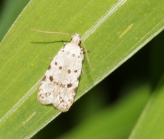Autosticha calceata