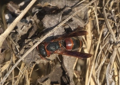 Pachodynerus erynnis