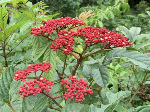 Image of Leea rubra by (c) scallions, some rights reserved (CC BY)