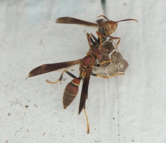 Polistes dorsalis dorsalis