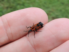 Rhodobaenus quinquepunctatus