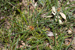 Banksia dallanneyi