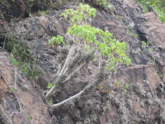 Pittocaulon praecox