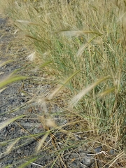 Hordeum jubatum