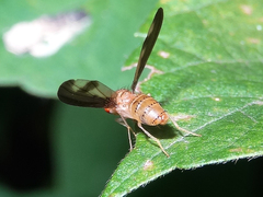 Toxonevra superba
