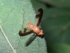 Toxonevra superba
