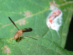 Toxonevra superba