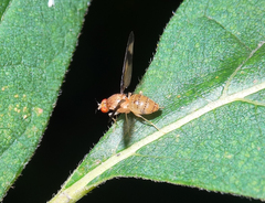 Toxonevra superba