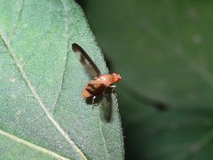 Toxonevra superba