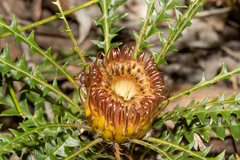 Banksia dallanneyi