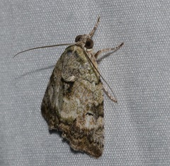 Blenina quinaria