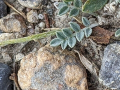 Oxytropis