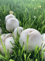 Agaricus campestris