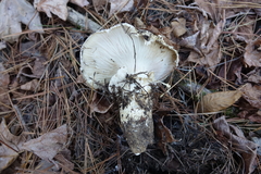 Catathelasma ventricosum