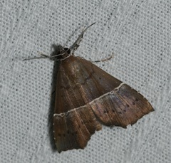 Catada vagalis