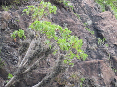 Pittocaulon praecox