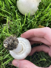 Agaricus campestris