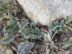 Oxytropis
