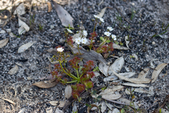 Drosera stolonifera