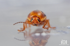Cryptocephalus