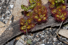 Drosera stolonifera