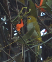Zosterops palpebrosus