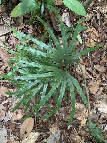 Lygodium longifolium (Lygodium longifolium)