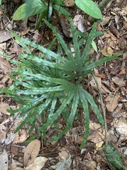 Lygodium longifolium