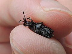 Rhodobaenus quinquepunctatus