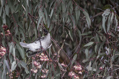 Philemon corniculatus
